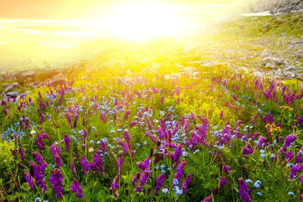 Tramonto tra campi verdi — Foto Stock