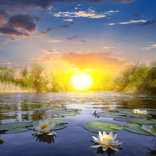 White lilies on a summer river — Stock Photo, Image