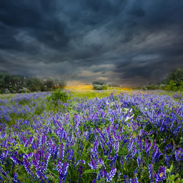 Dramatic field with blue flowers — Stock Photo, Image