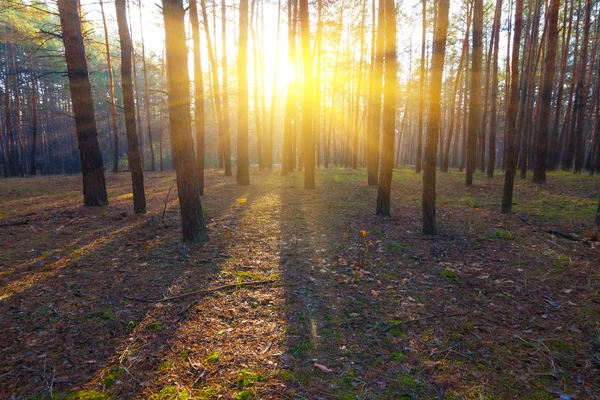 Dennenbos in een stralen van de zon — Stockfoto