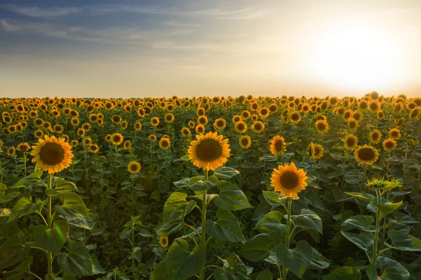 Sonnenblumenfeld am Abend — Stockfoto