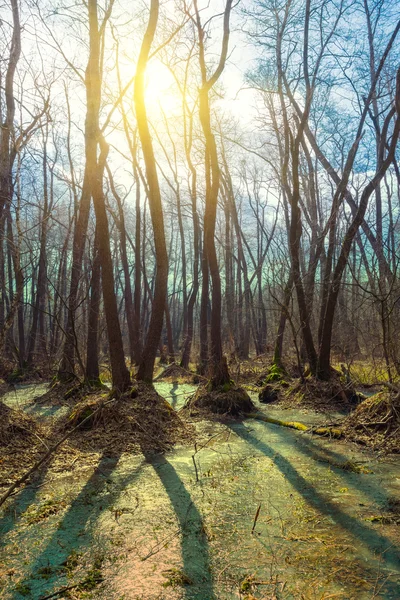 Bataklık orman sahne — Stok fotoğraf
