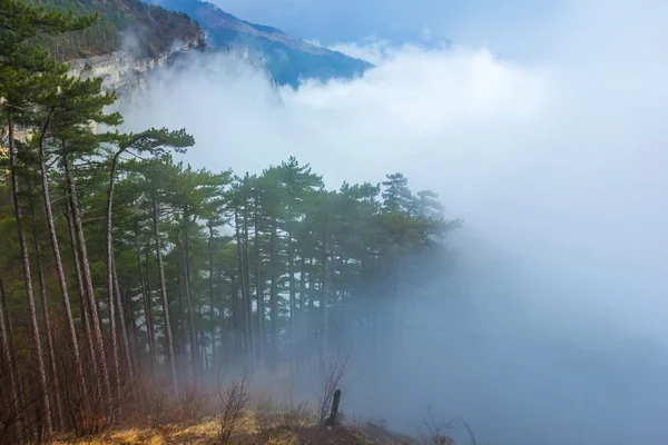 Misty mountain forest — Stock Photo, Image