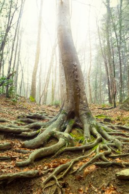 güneş ışınlarının sisli orman