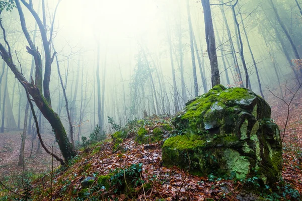 雾漫森林 — 图库照片
