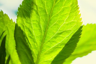 tatlı yeşil yaprak