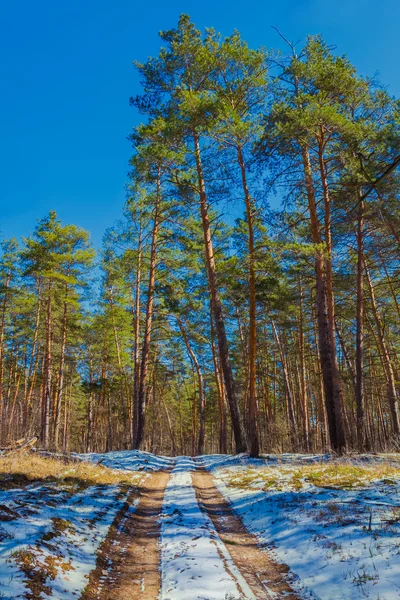 Piękna wiosna sosnowym lasem — Zdjęcie stockowe