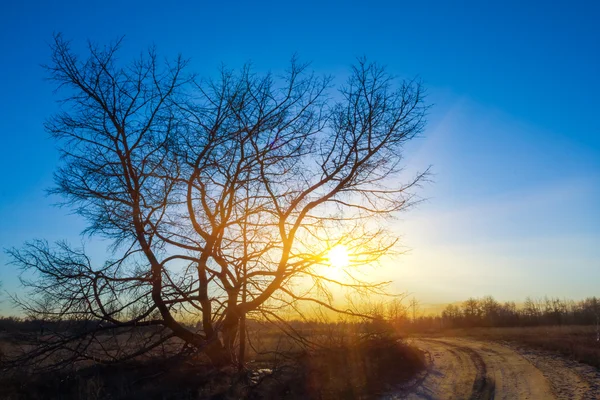 Strom siluetu na pozadí dramatické při západu slunce — Stock fotografie