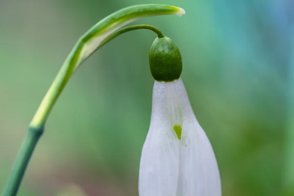 Closeup gota de neve branca — Fotografia de Stock