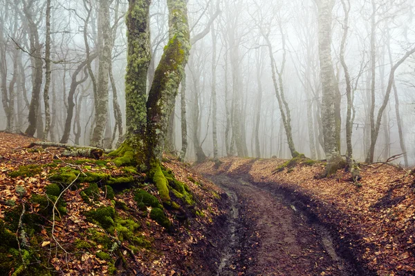 Nebbia foresta scena — Foto Stock