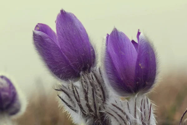 Closeup violet flowers — Stock Photo, Image