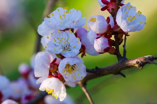 Closeup apple blossom — Stock Photo, Image