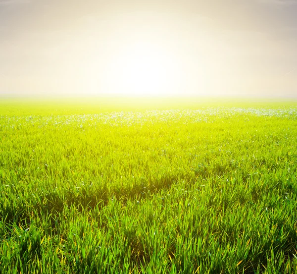 Green fields in a rays of sun — Stock Photo, Image