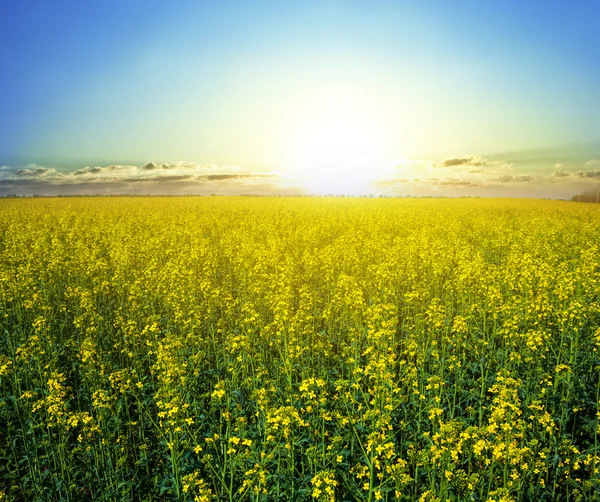 Geel verkrachtingsveld bij zonsondergang — Stockfoto