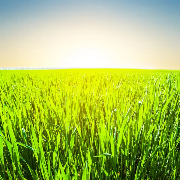 Зеленое пшеничное поле на закате — стоковое фото