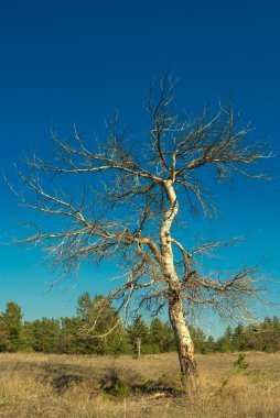 bir bozkır kuru ağaç