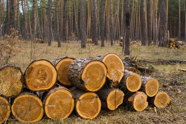 Heap of pine logs in a forest — Stock Photo, Image