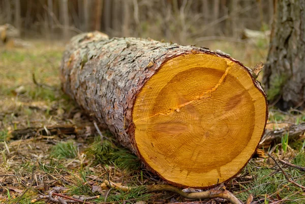 Pine log — Stock Photo, Image