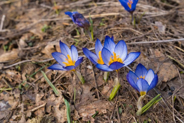 Gros plan fleurs bleues dans une herbe sèche — Photo