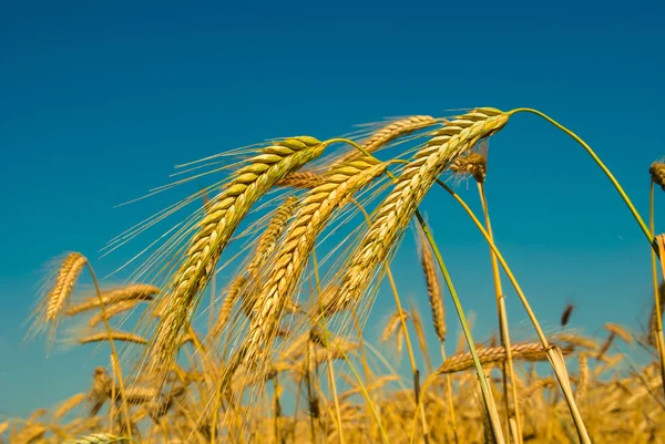 Nahaufnahme Weizen auf blauem Himmel Hintergrund — Stockfoto