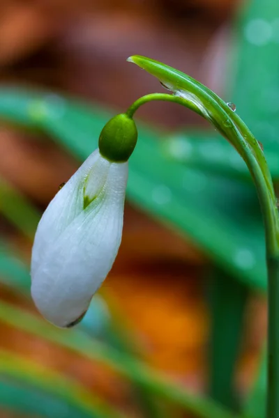 Closeup white snowdrop — Stock Photo, Image