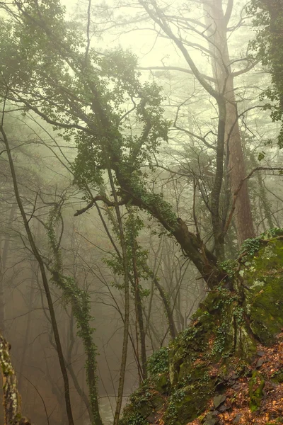 Floresta verde em uma névoa — Fotografia de Stock