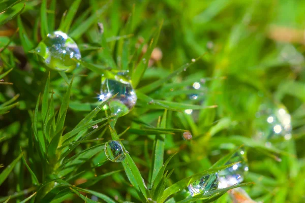 Крупним планом зелений мох у краплі води — стокове фото