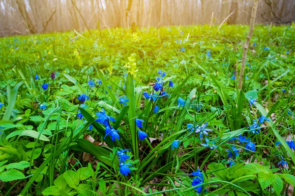 Spring forest glade — Stock Photo, Image