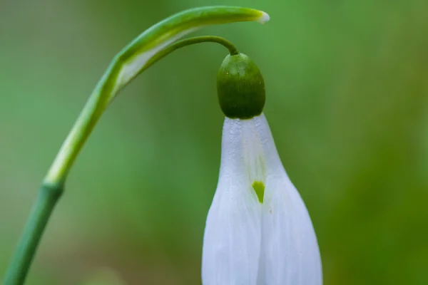 Closeup bílé sněženka — Stock fotografie