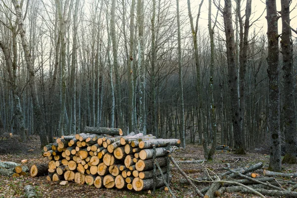 Montão de troncos em uma floresta — Fotografia de Stock
