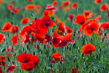 bir çim kırmızı gelincik