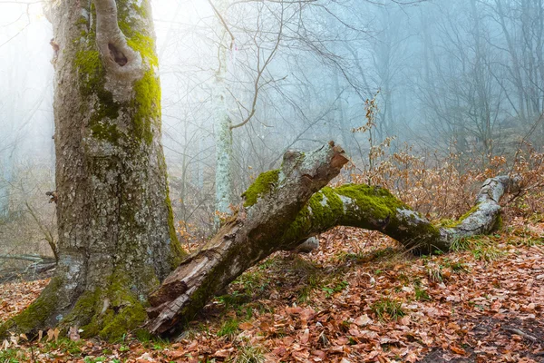 Silencio bosque brumoso — Foto de Stock