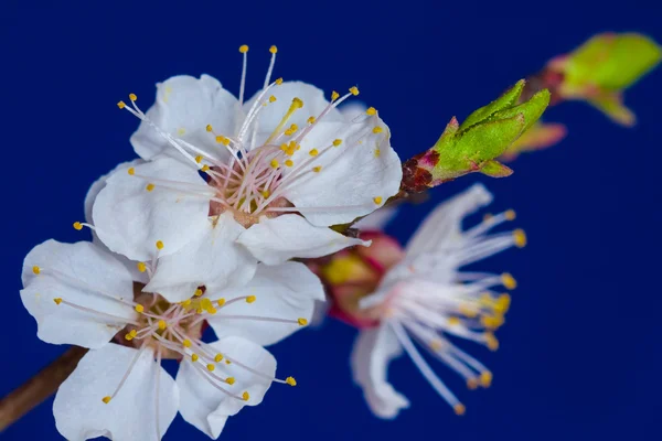 Apple blossom gren — Stockfoto