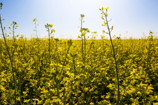 Campo di colza giallo — Foto Stock