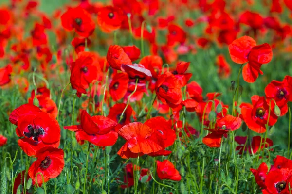 Closeup red poppies — Stock Photo, Image