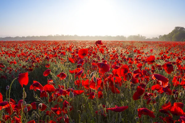 Early morning red poppy field — Stock Photo, Image