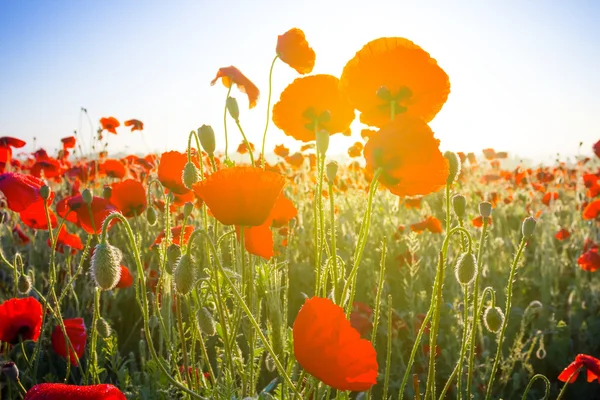 Red poppy field in a rays of morning sun — Stock Photo, Image