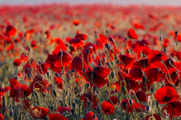 Bellissimo campo di papavero rosso — Foto Stock