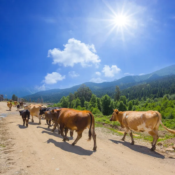 Rebaño de vacas en un valle de montaña —  Fotos de Stock