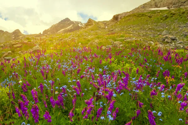 Pendiente del monte en una flor — Foto de Stock