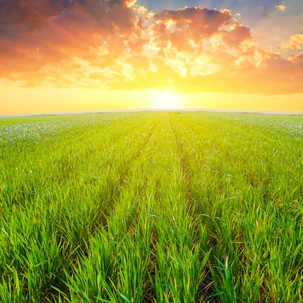 gün batımında yeşil kırsal alan