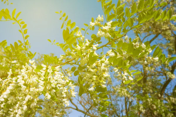 Cabang Acacia dalam bunga — Stok Foto