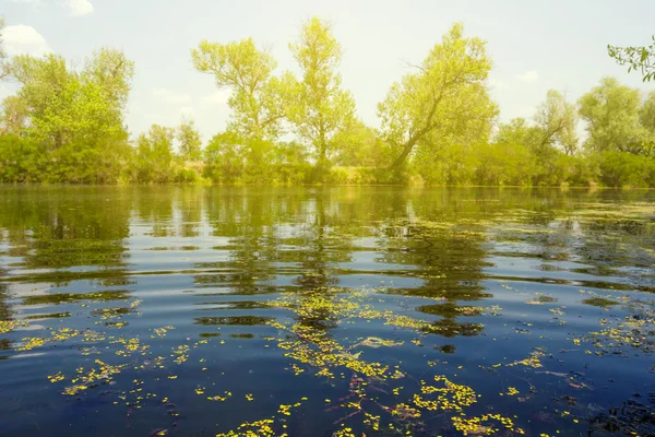 Été scène lac — Photo