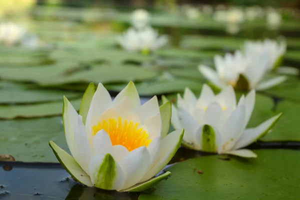 Closeup white lilies on a lake