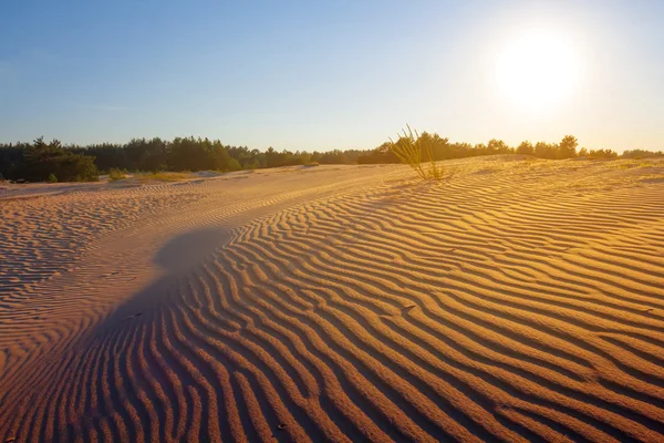 Вечерняя пустыня — стоковое фото