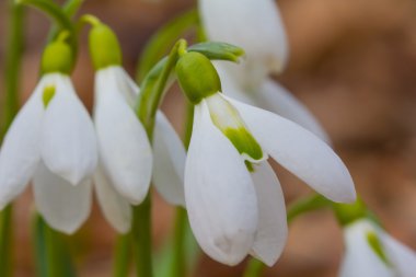 tatlı beyaz kardelen