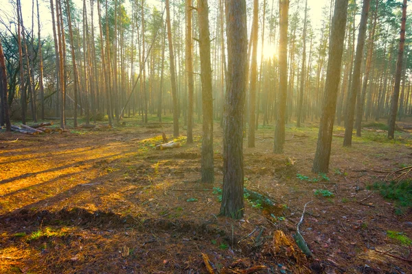 Las sosny w promienie słońca rano — Zdjęcie stockowe