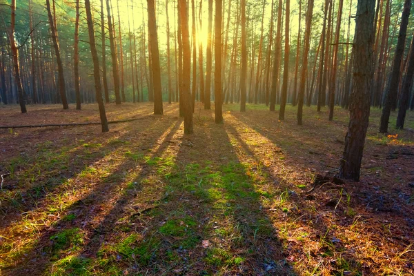 Morgon skogens scenen — Stockfoto