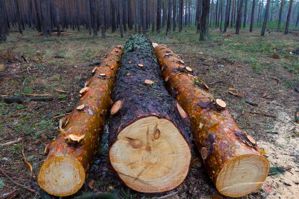 Купка соснового колоди в лісі — стокове фото