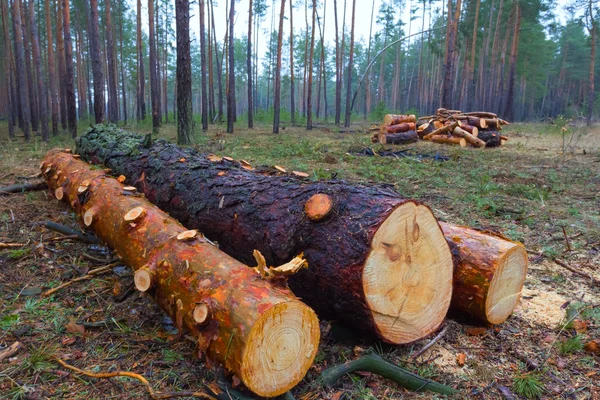 Tronco de pinheiro em uma clareira florestal — Fotografia de Stock